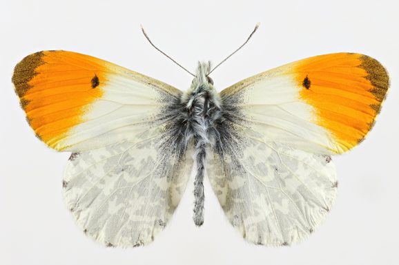 A preserved specimen of an Orange-tip butterfly.