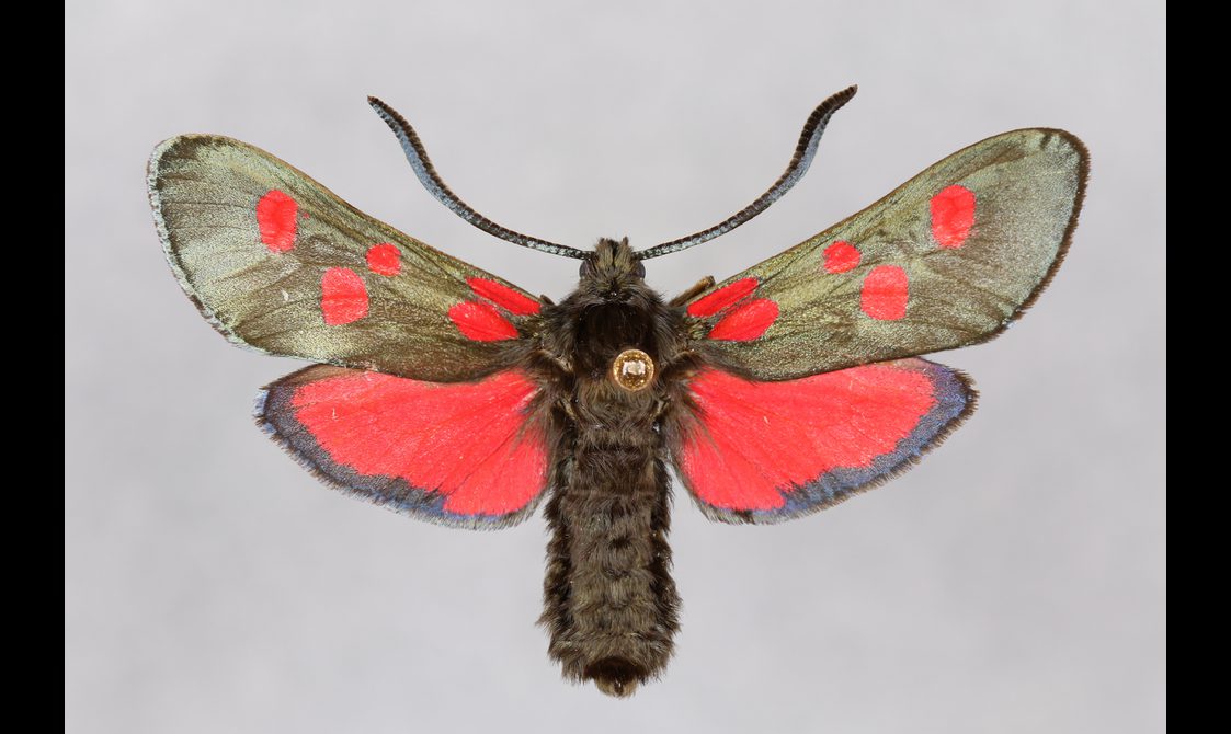 A preserved specimen of a Burnet moth with brown and pink coloured wing markings.